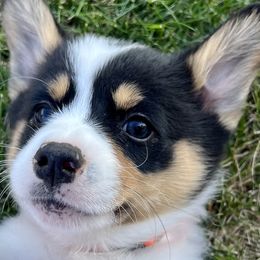 Pembroke Welsh Corgis from Cedar River Corgis