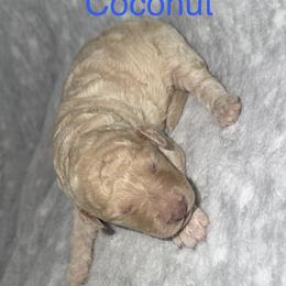 Coconut - Cream male Goldendoodle puppy in Richmond, Texas from Harper’s Heartbeats