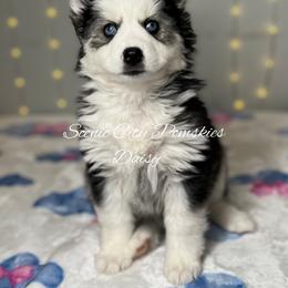 Daisy Duke - Black and white female Pomsky puppy in Rossville, Georgia from Scenic City Pomskies