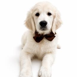 Wellington - Light golden male Golden Retriever puppy in Chicago, Illinois from Urbane Retrievers