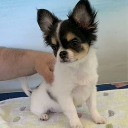 Chihuahuas from Wee Lil’Rascals