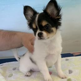 Chihuahuas from Wee Lil’Rascals
