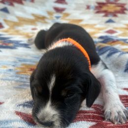 Buck - Blue ticked and tan male Bluetick Coonhound puppy in Mount Pleasant, Texas from Harmons Hounds