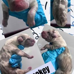 SMOKEY - Harlequin male Great Dane puppy in Wellsville, New York from Prophecy Danes