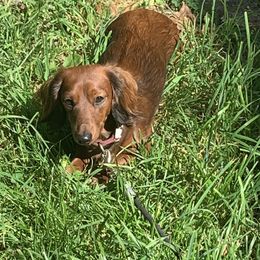 Luna - Dachshund
