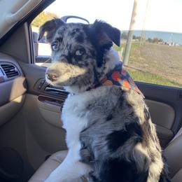 Millie  - Australian Shepherd