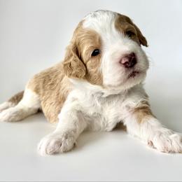 Pearl - Yellow and white female Bernedoodle puppy in Pulaski, Tennessee from Doodle My Heart