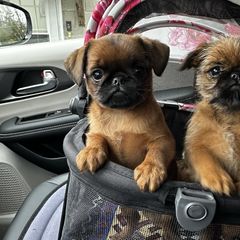 Brussels Griffons from Imperial pugs and Brussels Griffons