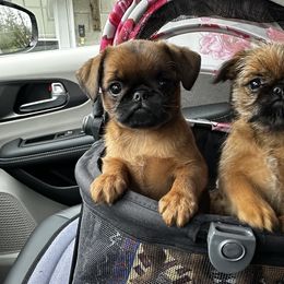 Brussels Griffons from Imperial pugs and Brussels Griffons