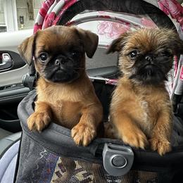 Brussels Griffons from Imperial pugs and Brussels Griffons