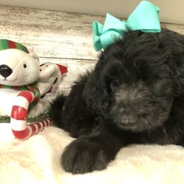 Pyredoodle and Sheepadoodle Puppies from Davis Family Doodles