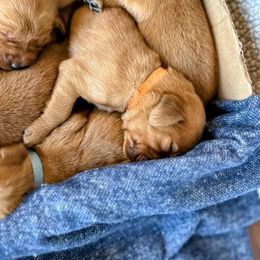 Assorted Doodle Crosses and Golden Retriever Puppies from Golden Palms Puppies