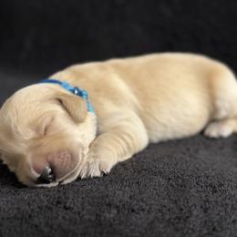 Boy 5 - Light golden male Golden Retriever puppy in Scio, Oregon from Stackhouse Family Farm