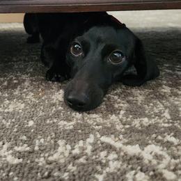 Lady - Dachshund
