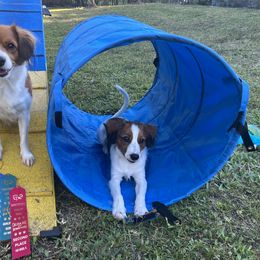 Nederlandse Kooikerhondje Puppies from Blazing Kooikerhondjes