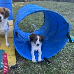 Nederlandse Kooikerhondje Puppies from Blazing Kooikerhondjes