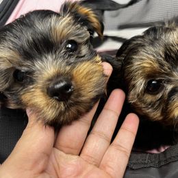 Yorkshire Terrier Puppies from QT Pie Pups