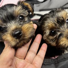 Yorkshire Terrier Puppies from QT Pie Pups