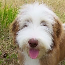 Bearded Collie Puppies from Ragtyme