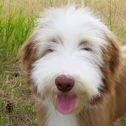 Bearded Collie Puppies from Ragtyme