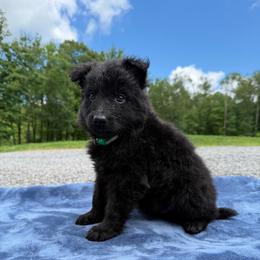 Green AKA Levi - Black male German Shepherd puppy in Terra Alta, West Virginia from Shepherd Country Farm and Kennels