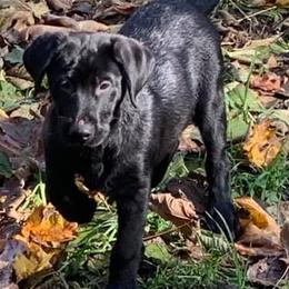 Labrador Retriever Puppies from Moore Pointing Labradors