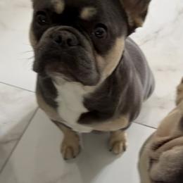 French Bulldogs from Famiglia Frenchies