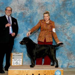 Blue - Labrador Retriever