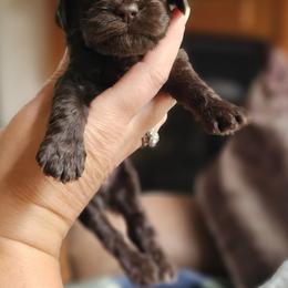 Blue Male - Brown and white male Cockapoo puppy in Mocksville, North Carolina from Hunting Creek Farms