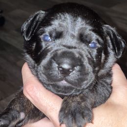 Boy 3 - Cane Corso puppy from Midwest Cane Corso in Action