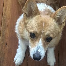 Dachshunds, French Bulldogs, and Pembroke Welsh Corgis from Corgis at the Jersey Shore/Frenchie Connection