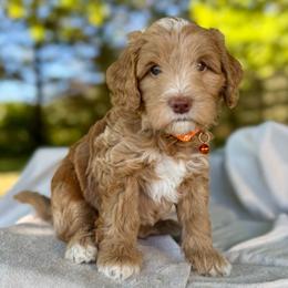Orange - Apricot male Goldendoodle puppy in Hesperia, Michigan from Red Acres Poodles & Doodles