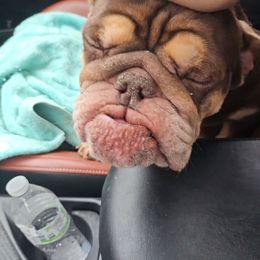 Babycake - Bulldog