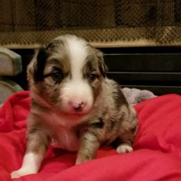 Australian Shepherd Puppies from Ash Ranch Aussies