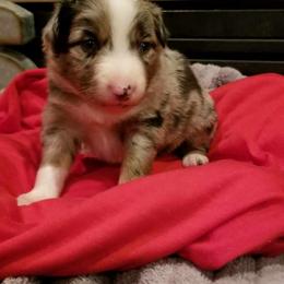 Australian Shepherd Puppies from Ash Ranch Aussies