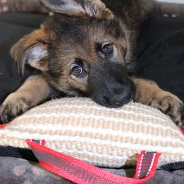 German Shepherd Puppies from Smoky Hill Shepherds