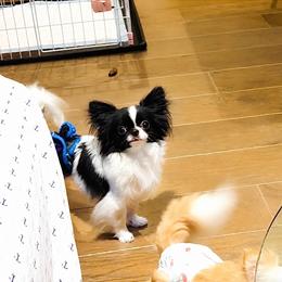 Mini Panda. 9980 - Black and white female Chihuahua puppy in Santa Rosa Beach, Florida from Eva's Chihuahua