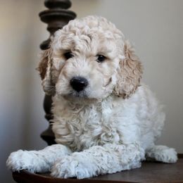 Goldendoodles from W Doodles