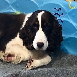 Sage - English Springer Spaniel