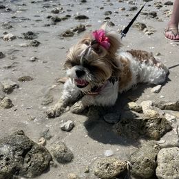 Willow - Shih Tzu