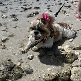 Willow - Shih Tzu