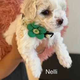 Nelli - White female Bichon Frise puppy in Glen Allen, Virginia from Amori's Royal Bichons