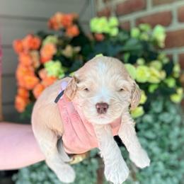 Charlie - Buff male Cockapoo puppy in Denver, Pennsylvania from Greenview Puppies