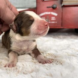 Jasmine - Red tri-color female Australian Shepherd puppy in Boise, Idaho from Black Canyon Corral Aussies
