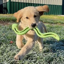 Labrador Retrievers from Circle Tail