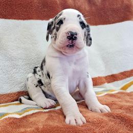 Puppy 11 - Harlequin male Great Dane puppy in Castle Rock, Washington from Uber Alles Great Danes