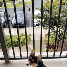 Pembroke Welsh Corgi Puppies from GLC Corgis