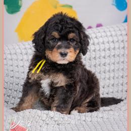 Bali - Black female Cockapoo puppy in Connersville, Indiana from Deaz Doodle Ranch