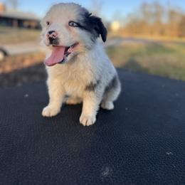 Girl 2 - Blue merle female Australian Shepherd puppy in Big Sandy, Texas from Rocking S Ranch