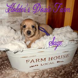 Sage - Cream female Dachshund puppy in Atwood, Oklahoma from Holder’s Doxie Farm